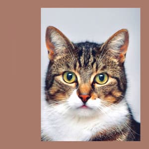 Mind-blowing Bgm for Morning Cat Food - Cat Music Relaxation