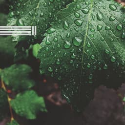 Zarte Regengeräusche zum Einschlafen - Beruhigende Regengeräusche