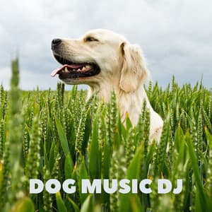Dog Music Lullabies - Dog Music DJ
