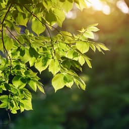 Lofi Sereno Para Una Relajación Máxima - Almuerzo sereno