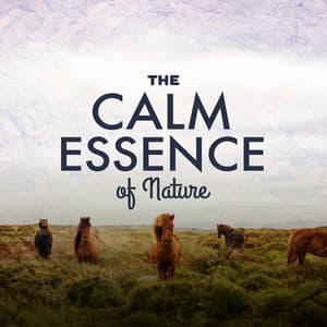 The Calm Essence of Nature - Bruits naturels