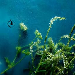 Beneath the Quiet Tide - Calming Water Consort