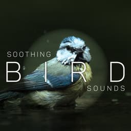 Soothing Bird Sounds: Nature Paradise, Birdsong, Free Spirit, Zen Garden, Quiet Birds Singing - Nature Sounds Paradise