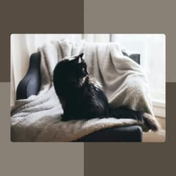 Music for Chilly Cats - Cultured Jazz Quintet - Cat Music Studio