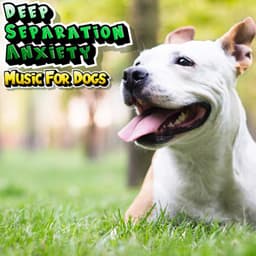 Calming Dog Music For Separation Anxiety - Playlist For Dog Relaxation - Deep Separation Anxiety Music For Dogs