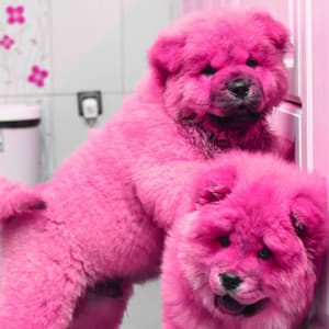 Background Music for Doggy Day - Relajado Musica Relajante para Perros