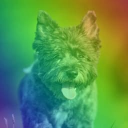 Music for Staying Warm Pups - Calma Música para Perros