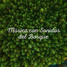 Música con Sonidos del Bosque - Sonidos De Pajaros