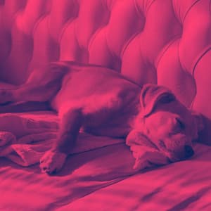 Luxurious Music for Doggy Evening Energy - Jazz Quintet - Dog Sleeping Soundtracks Deluxe
