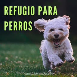 Refugio Para Perros: Naturaleza Susurrante - Hermosos sonidos de la naturaleza