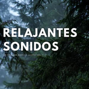 Relajantes Sonidos De Pájaros Bajo La Lluvia Vol. 1 - Lloviendo Relajante