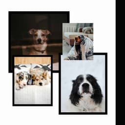 Hypnotic Bgm for Resting Doggy - Dogs at Home