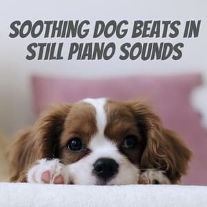 Soothing Dog Beats in Still Piano Sounds - Piano Jazz Chill