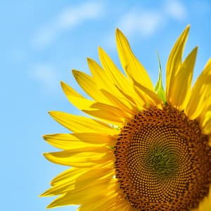 Binaural Beat Therapy – Tension Reducing Sleep Enhancement Noise for Looping - Binaural Beat Therapy