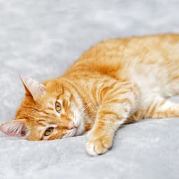 Zen Meowments: Peaceful White Noise for Cat Relaxation - White Noise Universe