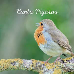 Canto Pájaros - Sonidos De Pajaros