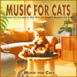 Music for Cats: Calming Cat Lullabies to Help With Cat Anxiety, Relaxing Cat Sleep - Music For Cats