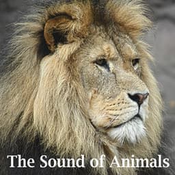 The Sound of Animals - Sound Effects Factory