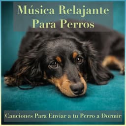 Música Relajante para Perros: Canciones para Enviar a Tu Perro a Dormir - Relaxmydog