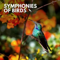 Symphonies of Birds - Organic Sound