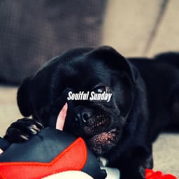 Soulful Sunday - Musica Per Cani