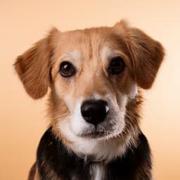 Music For Dogs: Relaxing Tunes For Your Furry Friend - Dog Relaxing Zone