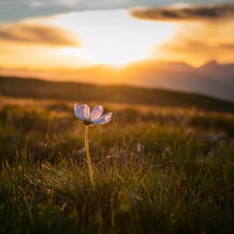Música Para El Confort: Melodías Relajantes Para La Tranquilidad - Sinfonía de la Tierra