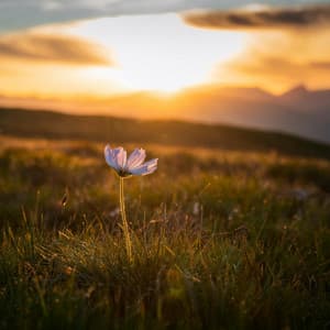 Música Para El Confort: Melodías Relajantes Para La Tranquilidad - Sinfonía de la Tierra