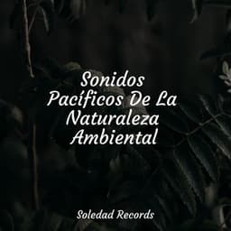 Sonidos Pacíficos De La Naturaleza Ambiental - Meditación