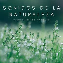 Sonidos De La Naturaleza: El Viento En Los Árboles - Meditación Tántrica ASMR