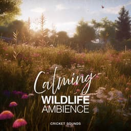 Calming Wildlife Ambience - Cricket Sounds