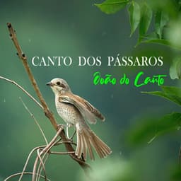 Meditando com o Canto dos Pássaros - Cantos dos Pássaros de João do Canto