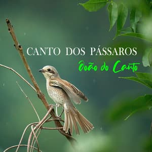 Meditando com o Canto dos Pássaros - Cantos dos Pássaros de João do Canto