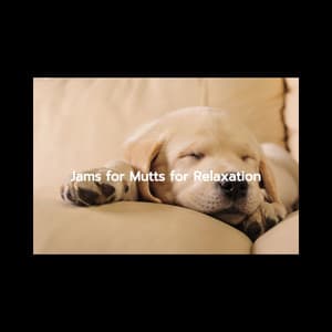 Jams for Mutts for Relaxation - Weekend Jazz Chillout