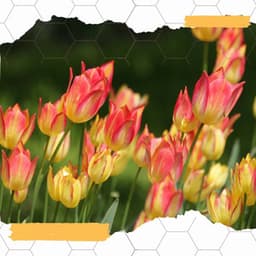 Spa Days at Home - Laid-back - Massage Spa Playlist