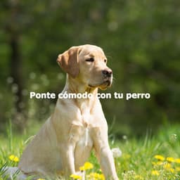 Ponte cómodo con tu perro - Morning Calm Playlist