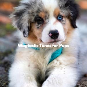 Wagtastic Tunes for Pups - Musica Relajante para Perros Momentos
