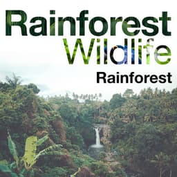 Rainforest Wildlife - Rainforest