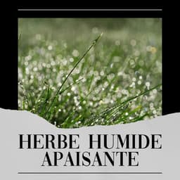 Herbe Humide Apaisante - Sons De Pluie HD