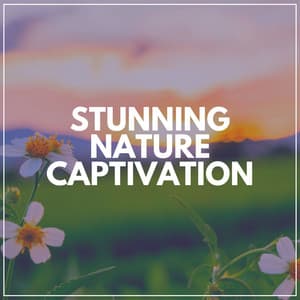 Stunning Nature Captivation - Soft Soundscapes