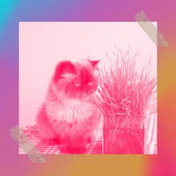 Latin Trumpet - Background for Relaxing Pet Sounds - Calming Cat Music