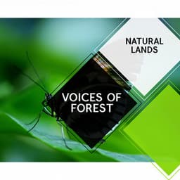 Voices of Forest - Natural Lands - Sleepy Times