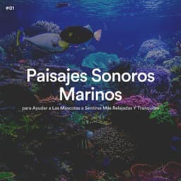 #01 Paisajes Sonoros Marinos para Ayudar a Las Mascotas a Sentirse Más Relajadas Y Tranquilas - Olas del Mar