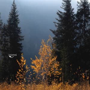 Nattljus bland Björkar - Avslappning Musik Akademi