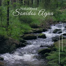 Naturaleza Sonidos Agua - Lluvia Del Bosque