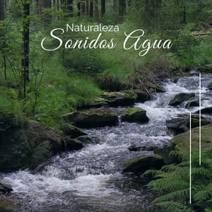 Naturaleza Sonidos Agua - Lluvia Del Bosque