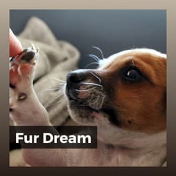 Fur Dream - Dog Sleep Dreams