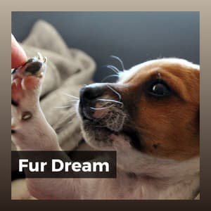 Fur Dream - Dog Sleep Dreams
