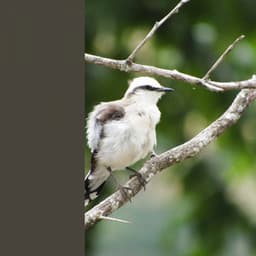 Joyful - Calming Moments - Musica para Hoteles Bgm