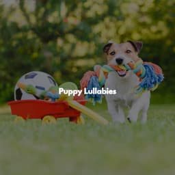 Puppy Lullabies - Elevator Music